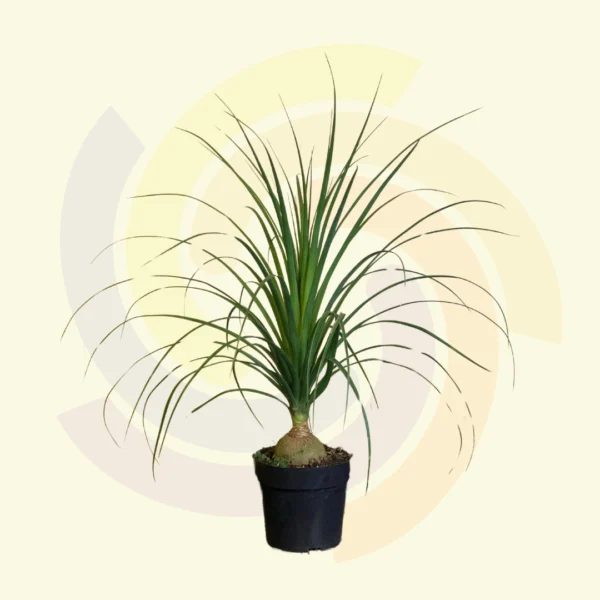 Beaucarnea (Pata de elefante)