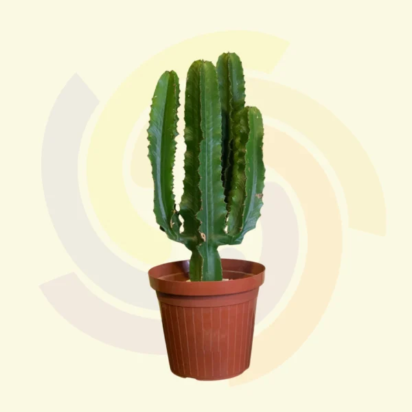 Cactus Euphorbia Mandacaru