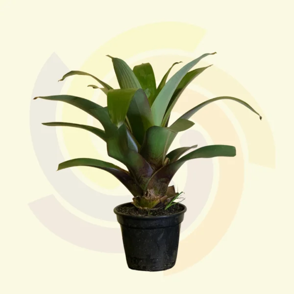 Bromélia Imperial