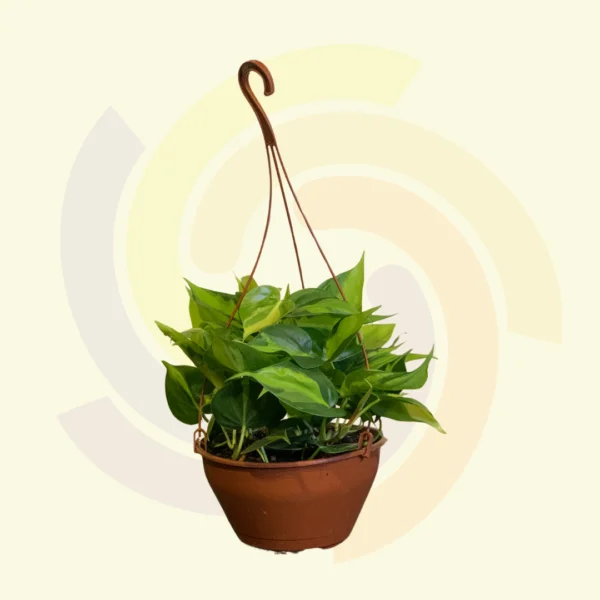 Jiboia Pendente