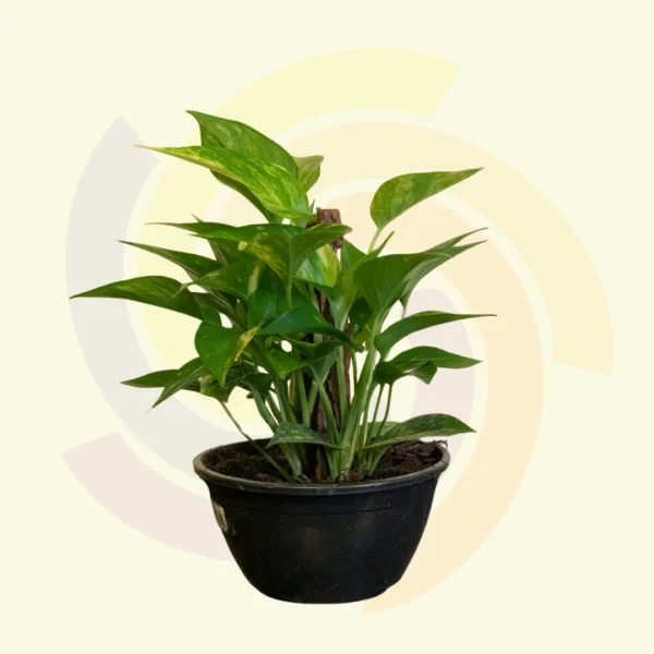 Jiboia Verde