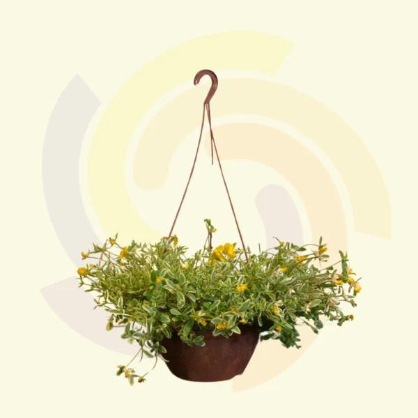 Portulaca