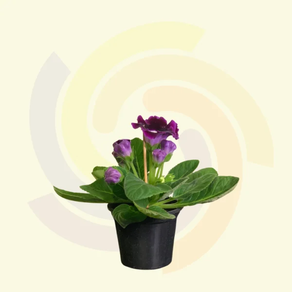 Gloxinia