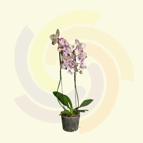 Phalaenopsis 2 hastes