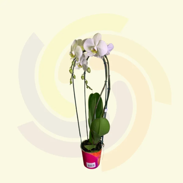 Phalaenopsis Cascata