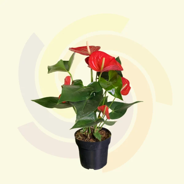 Anthurium Variado