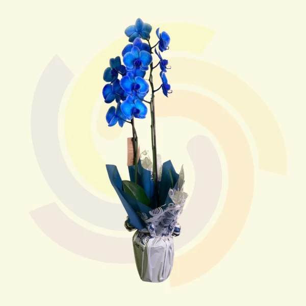 Phalaenopsis Azul
