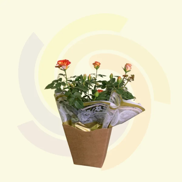 Roseira Mini Decorada
