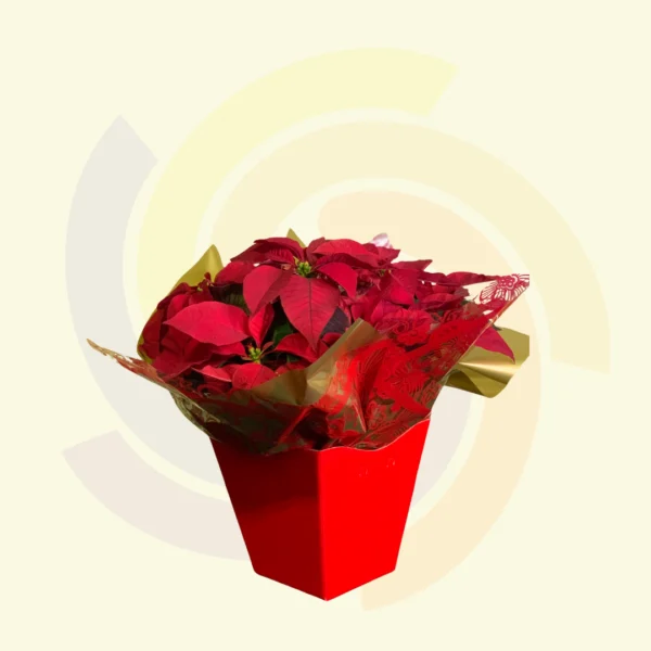 Poinsettia Decorada