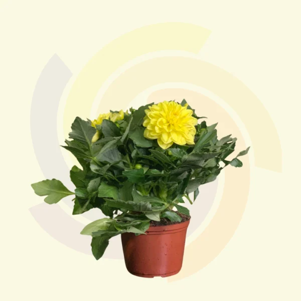 Dahlia