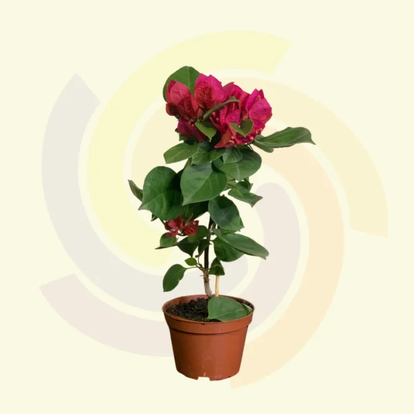 Primavera