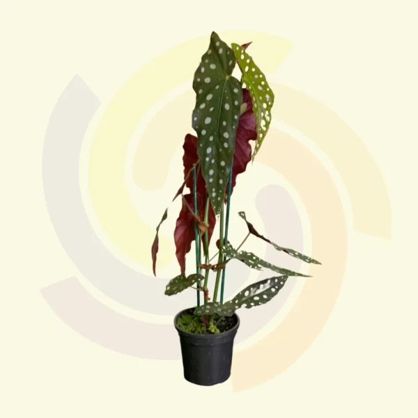 Begônia Maculata
