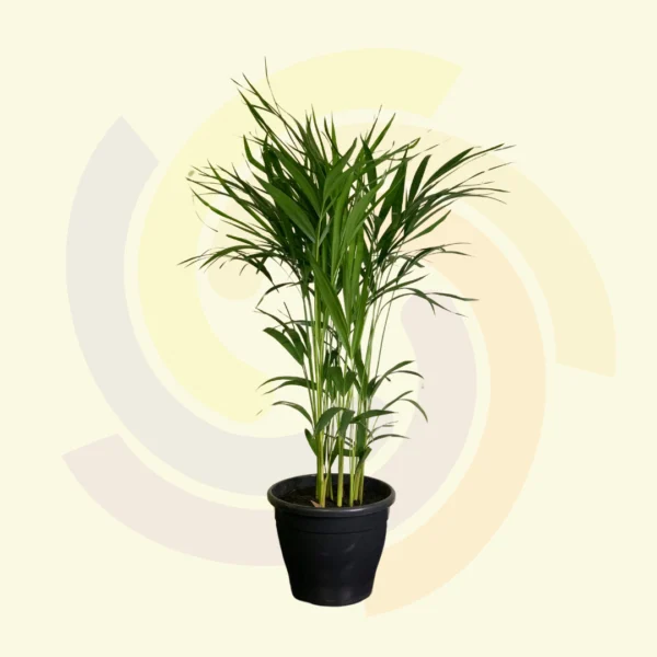 Areca Bambu