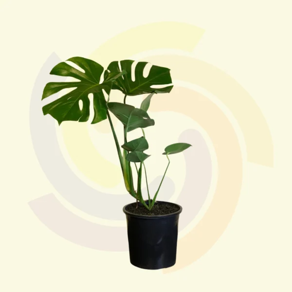 Monstera (Costela de Adão)