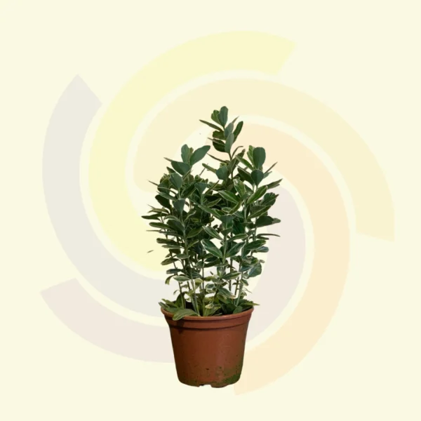 Euonymus
