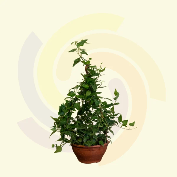 Hedera Variada