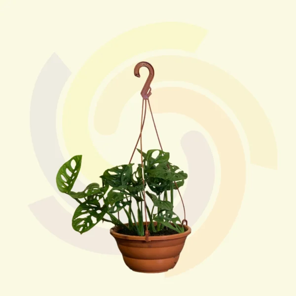 Monstera Adansonii