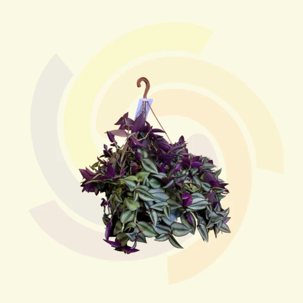 Tradescantia Zebrina Roxa