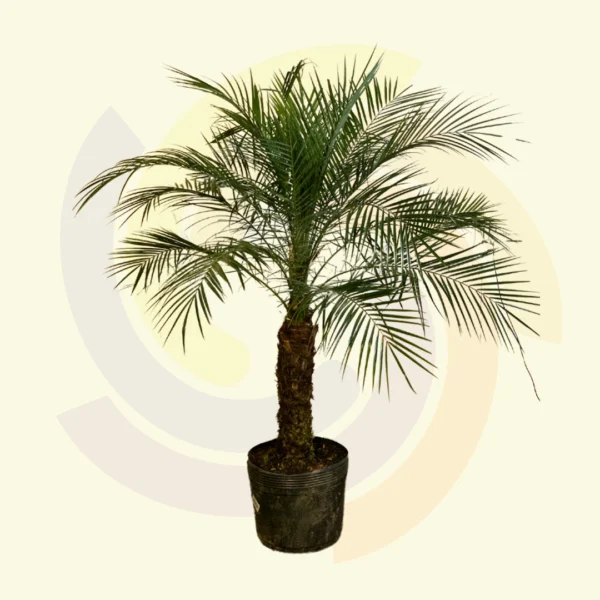 Palmeira Fênix