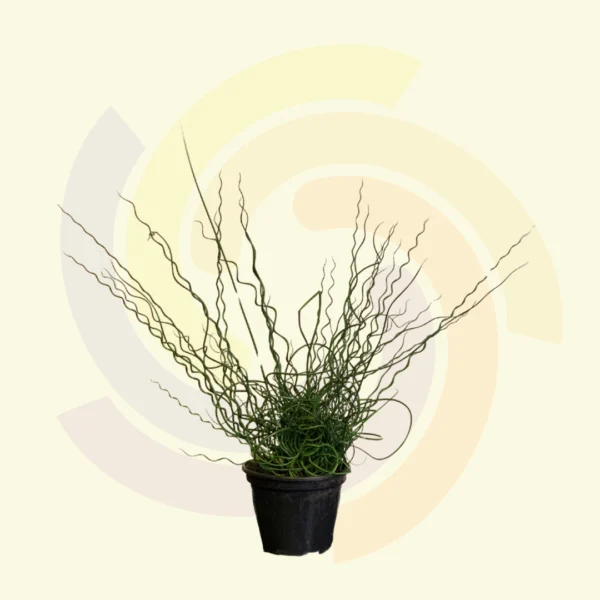 Juncus Spiralis