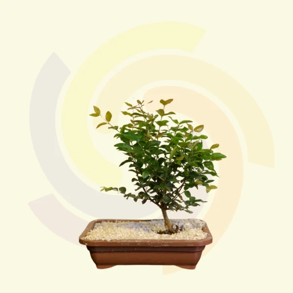 Bonsai Jovem