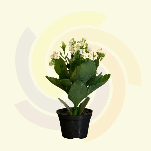 Kalanchoe