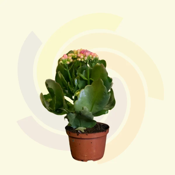 Kalanchoe Dobrado