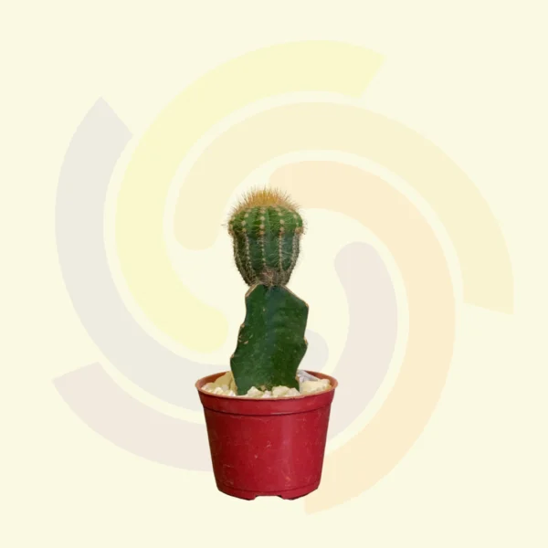 Cactus Enxertado