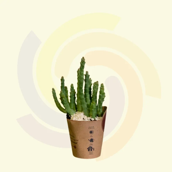 Cactus Stapelia