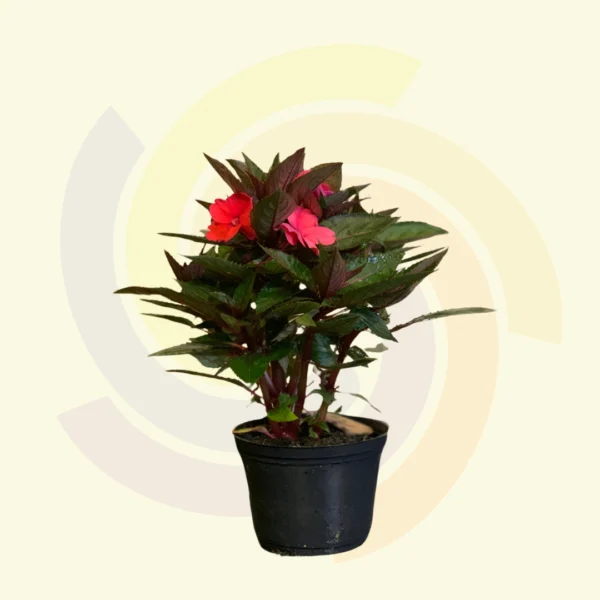 Sunpatiens