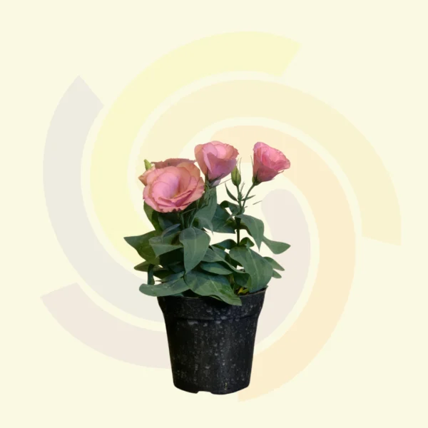 Lisianthus