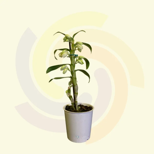 Dendrobium Nobily