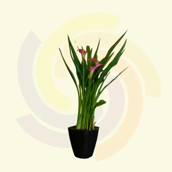 Calla (Copo de Leite)