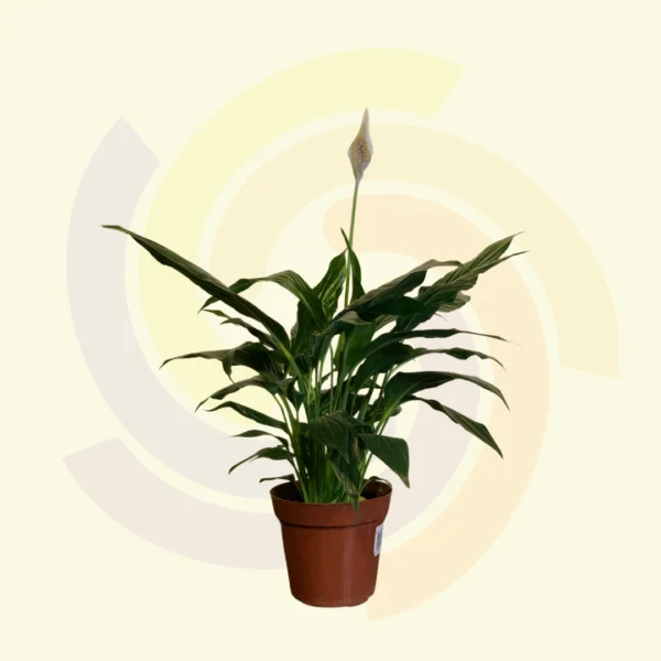 Spathiphyllum (Lírio-da-Paz )