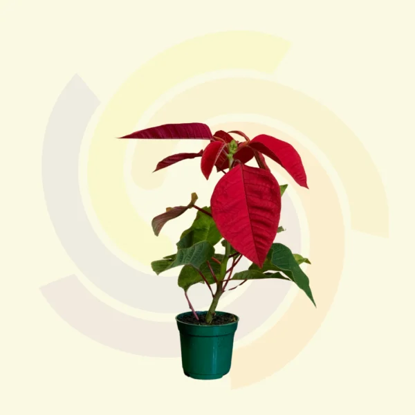 Poinsettia