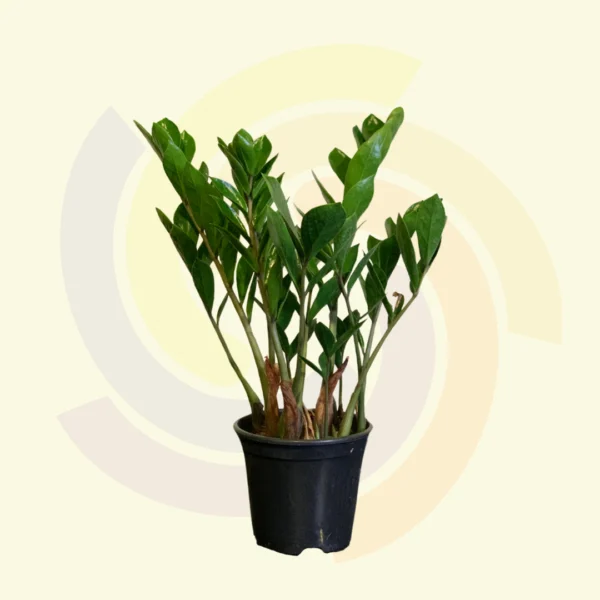 Zamioculcas