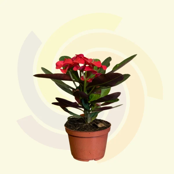 Euphorbia Milii Miliiana