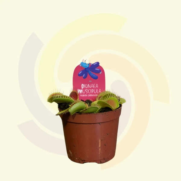 Carnívora Dionaea Muscipula