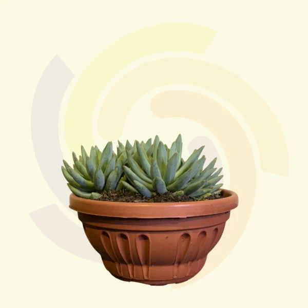 Echeveria