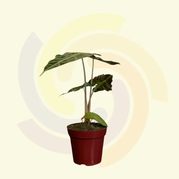 Alocasia Variada