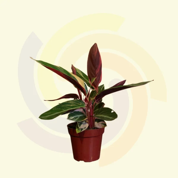 Calathea Trialstar