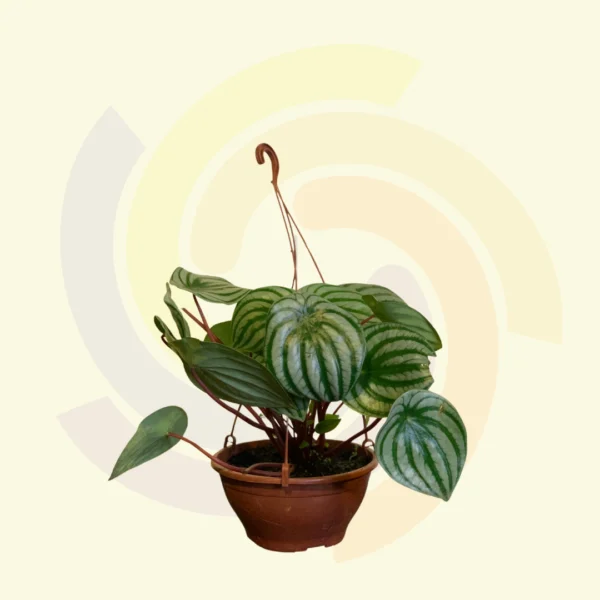 Peperômia Melancia