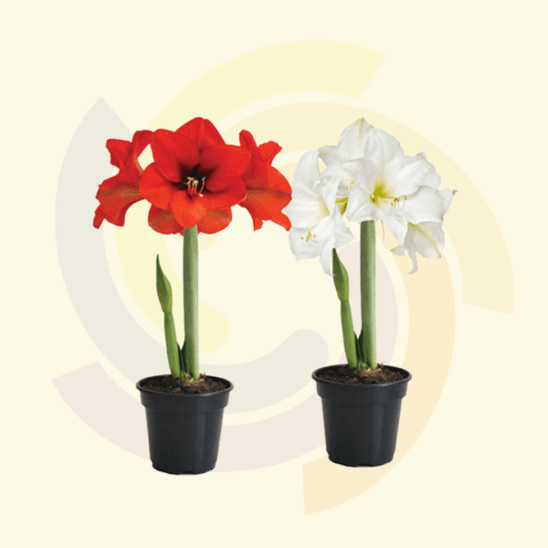 Amaryllis