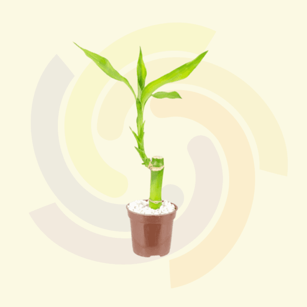 Bambu da Sorte (Dracena Lucky Bamboo)