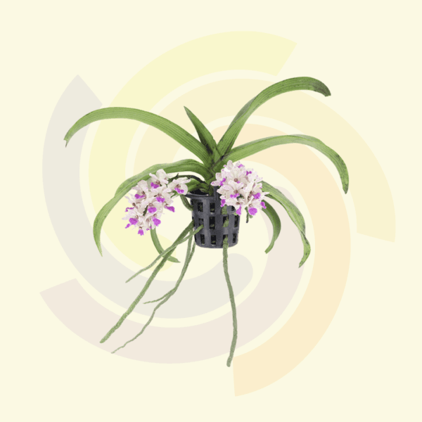 Rhynchostylis