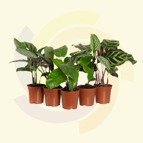 Maranta Charuto