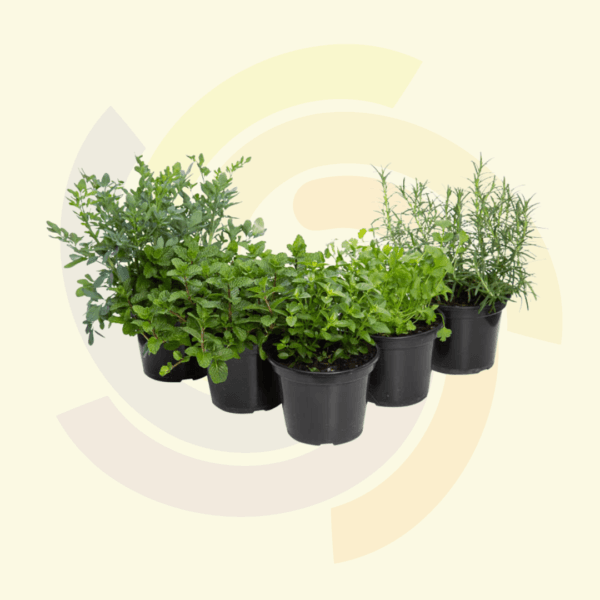 Ervas Aromáticas