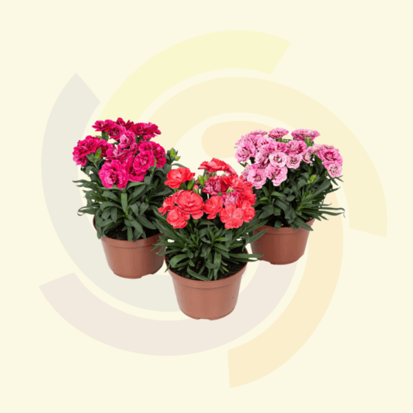 Dianthus