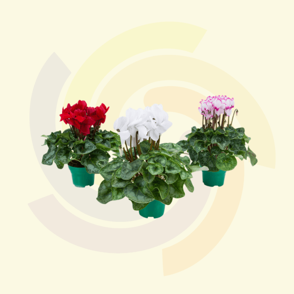 Cyclamen