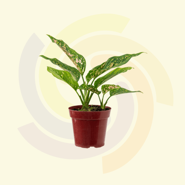 Aglaonema
